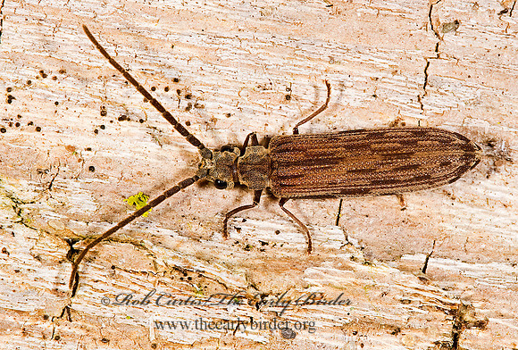 Tenomerga cinereus  RETICULATED BEETLE 8008736z