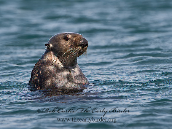 Enhydra lutris nereis  SOUTHERN SEA OTTER 9057912z