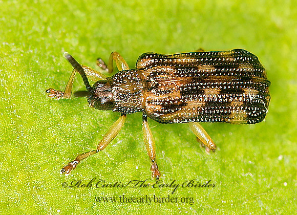 Sumitrosis inaequalis  HISPINE BEETLE 9032802z