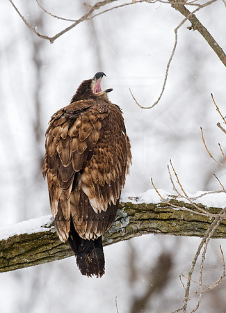 Haliaeetus leucocephalus  BALD EAGLE 8009867z