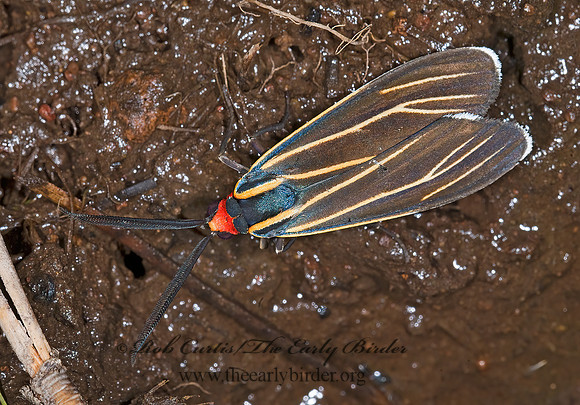 Ctenucha venosa  VEINED CTENUCHA MOTH 7009315 z