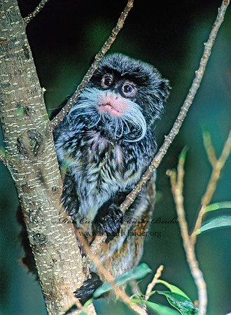 Sanguinus imperator  EMPEROR TAMARIN 83905z