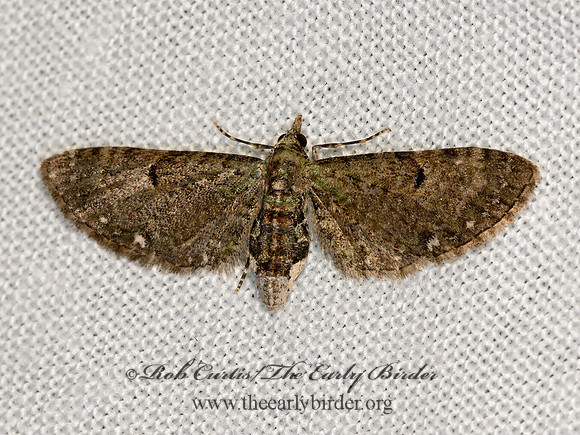 Eupithecia  GEOMETRID MOTH 3021058z