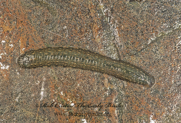 Placobdella  GLOSSIPHONIID LEECH 242221z