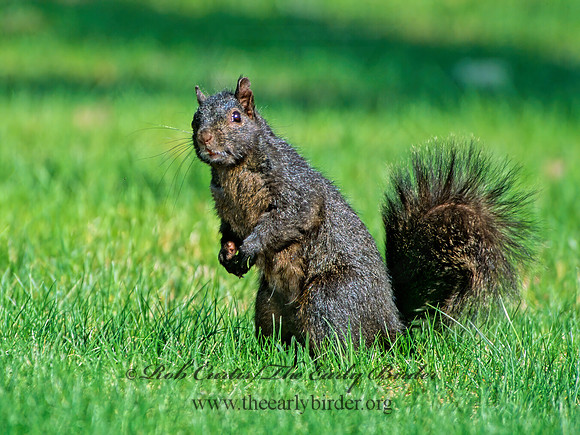 Sciurus carolinensis  EASTERN GRAY SQUIRREL 299129z