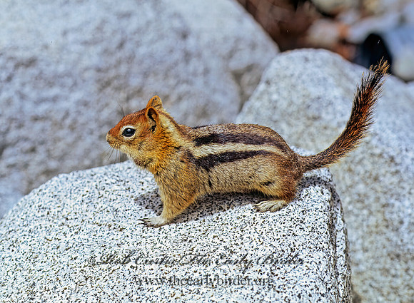 Callospermophilus lateralis  GOLDEN MANTLED SQUIRREL 112022z