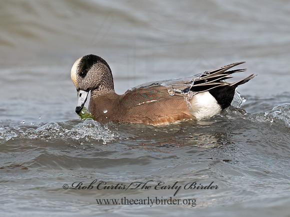Mareca americana AMERICAN WIGEON 3048280z
