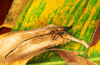 Pelecinus polyturator 201431z