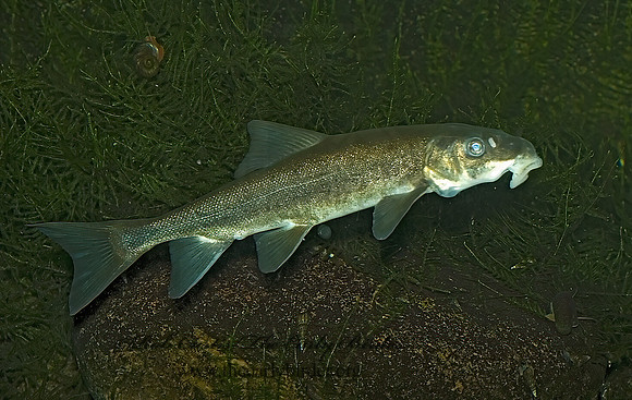Catostomus commersoni  WHITE SUCKER 5005623 White Suckerz