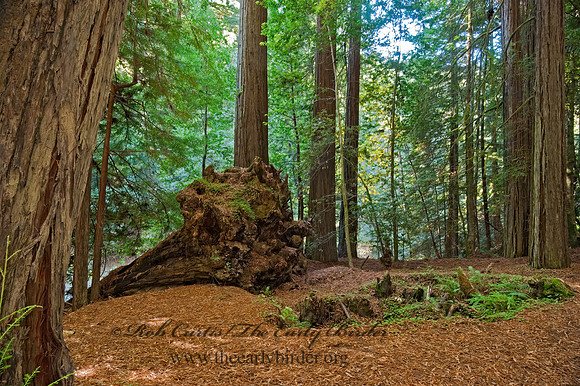 Avenue of the Giants 8019934z