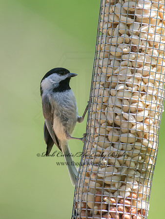Poecile carolinensis  CAROLINA CHICKADEE 9063106z