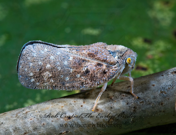Metcalfa pruinosa 5001561z