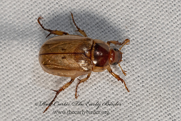Anomala undulata SHINING LEAF CHAFER 3028372z