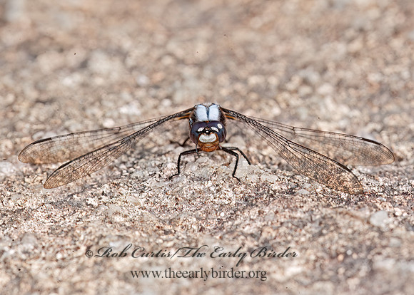 Ladona julia CHALK-FRONTED CORPORAL 8034437z