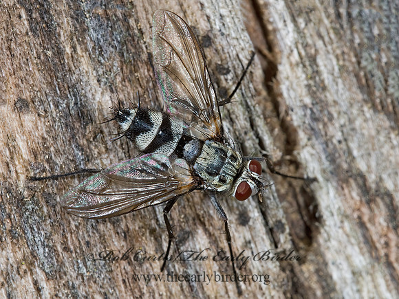 Zelia vertebrata  DEXIINI TACHINID FLY 7014972z