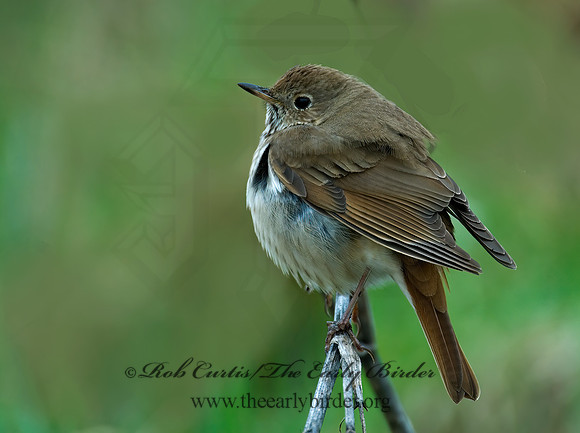 Catharus guttatus  HERMIT THRUSH 6002121z