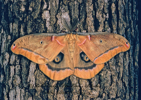 Antheraea polyphemus  POLYPHEMUS MOTH 169332 z