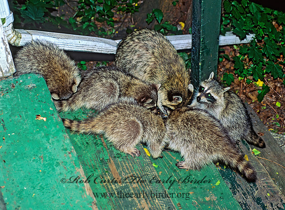 Procyon lotor  RACCOON 134924 z
