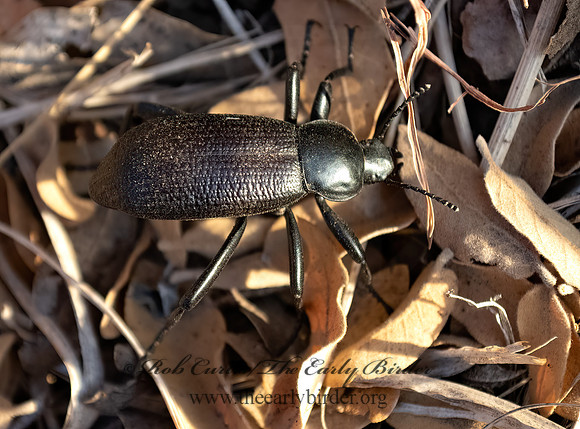 Eleodes obscura  DESERT STINK BEETLE 3037564z