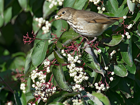 Catharus guttatus  HERMIT THRUSH 9015472z