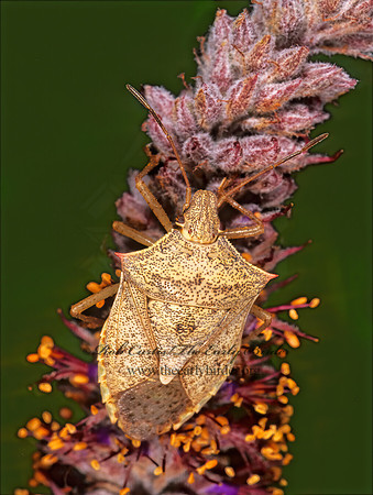 Euschistus variolarus 1111135z