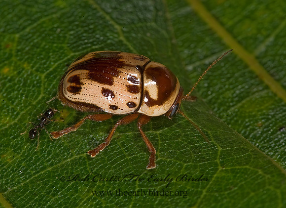 Cryptocephalus mutabilis  CASEBEARER LEAF BEETLE 8008625z