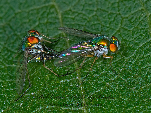 Condylostylus caudatus group  LONGLEGGED FLY 6015785z