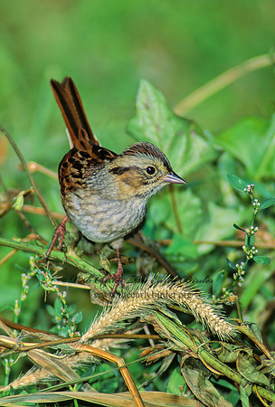 Melospiza georgiana  SWAMP SPARROW 97624z