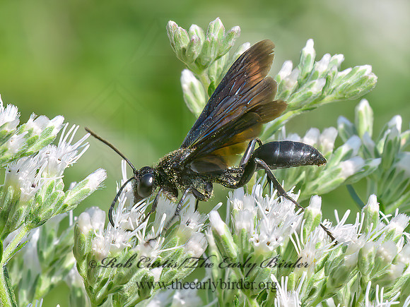 Sphex pensylvanicus GREAT BLACK DIGGER WASP 9064151z