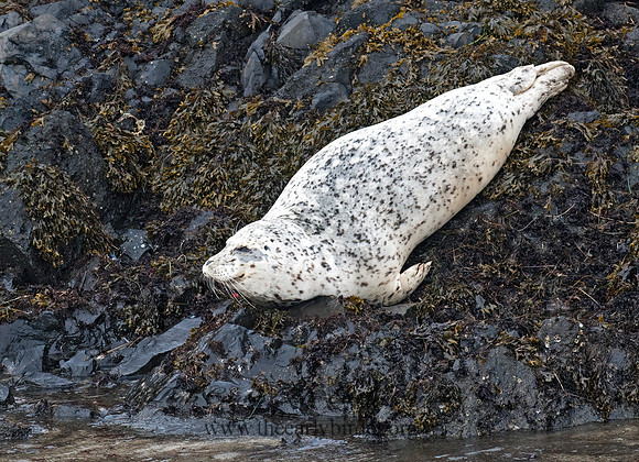 Phoca vitulina  HARBOR SEAL 7017306z