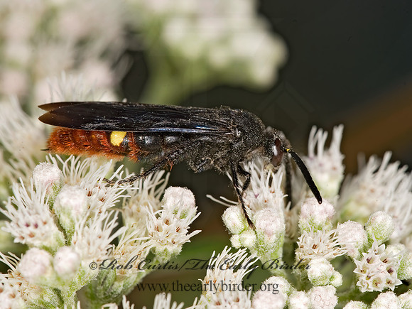 Scolia dubia 8017816z