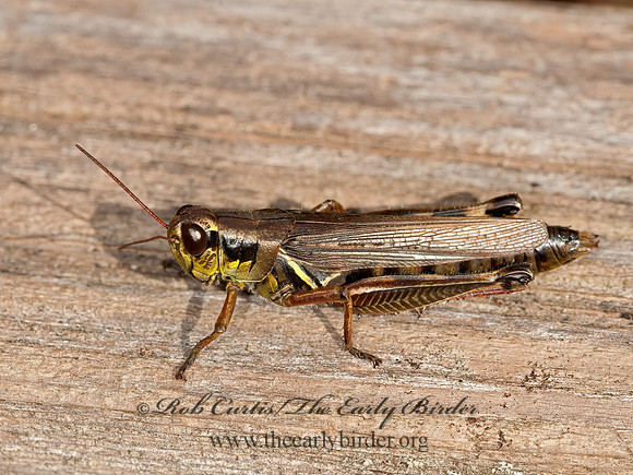 Melanoplus femurrubrum  RED-LEGGED GRASSHOPPER 3014956z