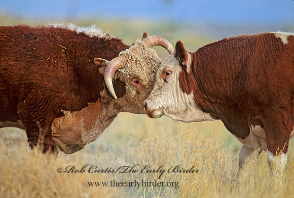 Bos taurus  BULL 104815z