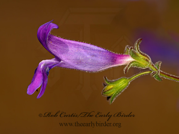 Penstemon  BEARDTONGUE 9058485z