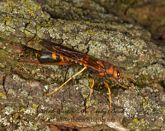 Tremex columba 8007359z