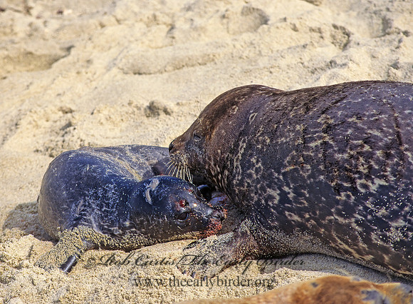 Phoca vitulina  HARBOR SEAL 124709z