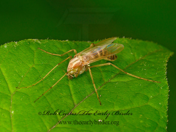 Chironomonus  NON-BITING MIDGE 1305785z
