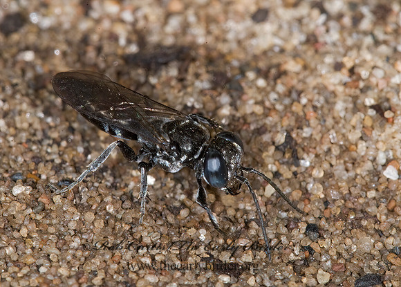 Tachysphex similis~ 6008707z