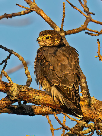 Falco columbarius MERLIN 9091438z