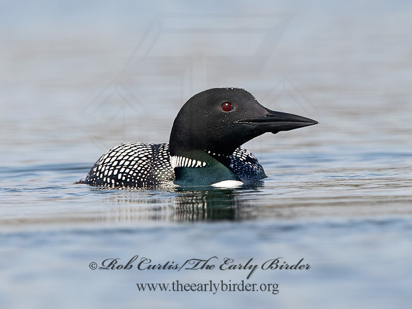 Gavia immer  COMMON LOON 9067888z