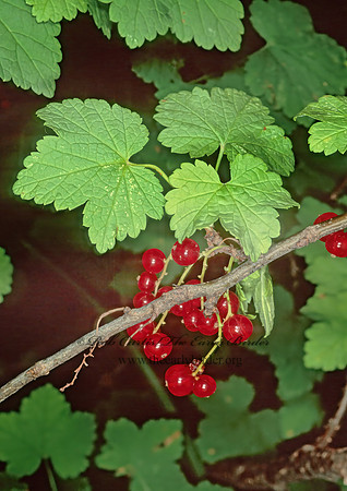 Ribes sativum  RED CURRANT 243706z
