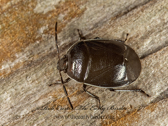 Sehirus cinctus 1115936z