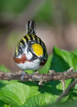 Setophaga pennsylvanica  CHESTNUT-SIDED WARBLER 9046520z