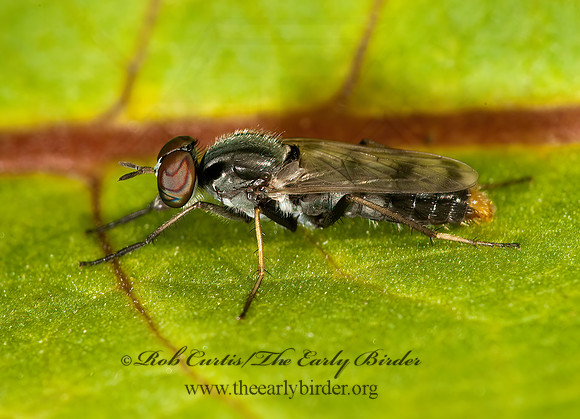 Cyclotelus pictipennis STILETTO FLY 8022902z