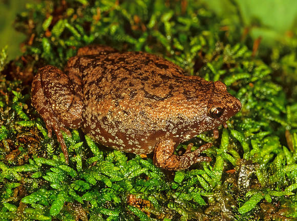 Gastrophryne carolinensis  EASTERN NARROW-MOUTHED TOAD 173802 z