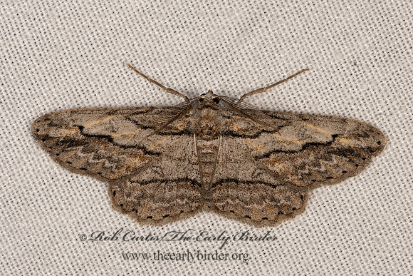 Iridopsis pergracilis  BOARMIINI GEOMETER 3035359z