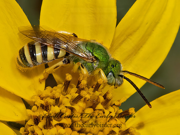Agapostemon  STRIPED SWEAT BEE 12 3024061 z