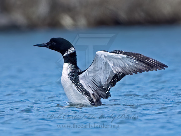 Gavia immer COMMON LOON 9075641z