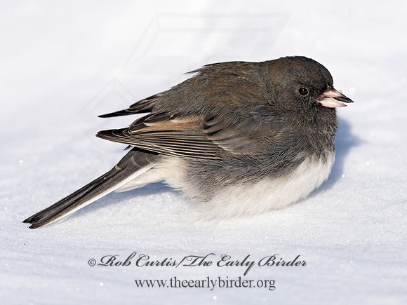 Junco hyemalis  DARK-EYED JUNCO 1300832z