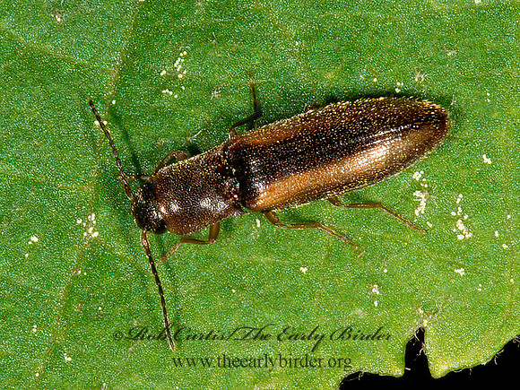 Dalopius  AGROTINI CLICK BEETLE 9031696z